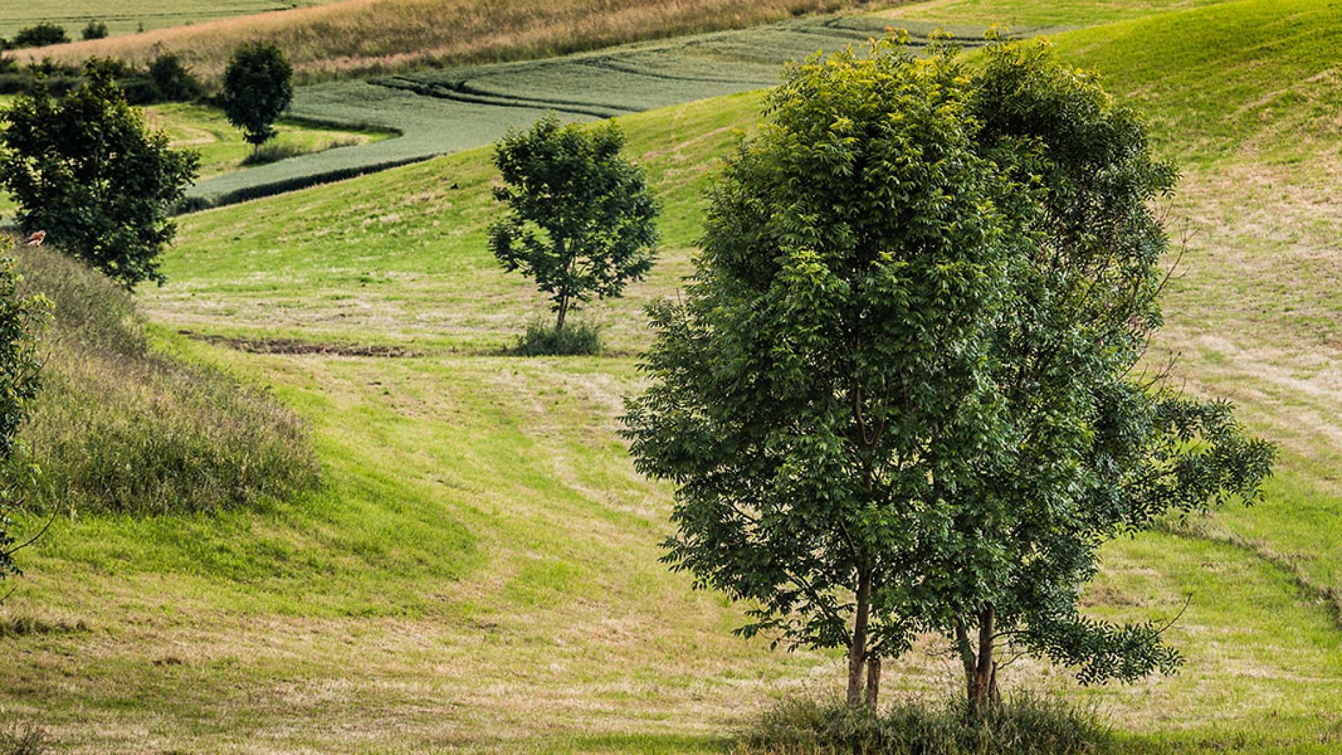 Hügelige Landschaft mit Wiesen, Felder und Bäume